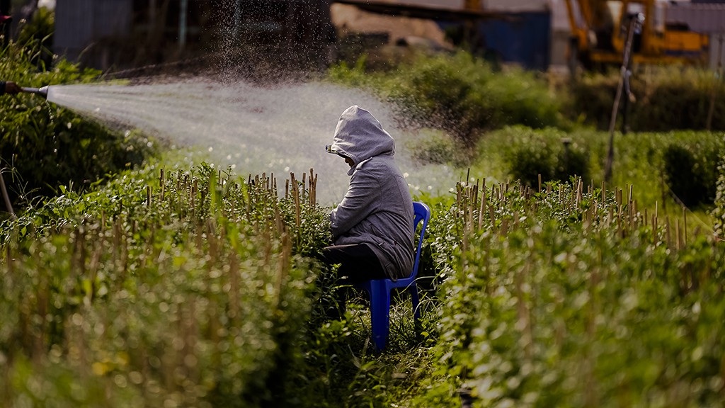 Nông dân trồng hoa Sài Gòn tất bật vụ Tết, lo trời trở chứng - Ảnh 7.