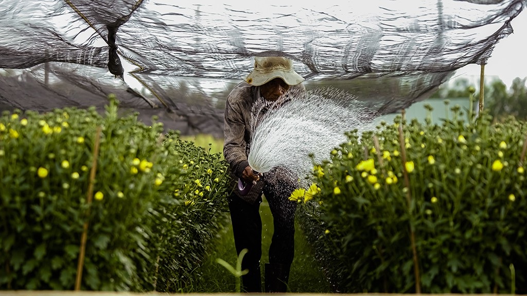 Nông dân trồng hoa Sài Gòn tất bật vụ Tết, lo trời trở chứng - Ảnh 8.