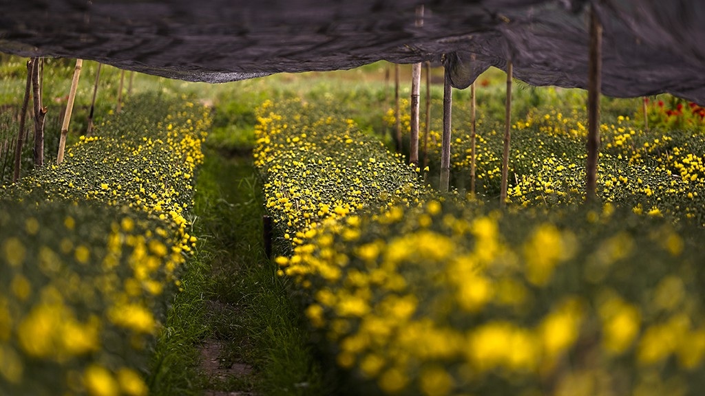 Nông dân trồng hoa Sài Gòn tất bật vụ Tết, lo trời trở chứng - Ảnh 9.