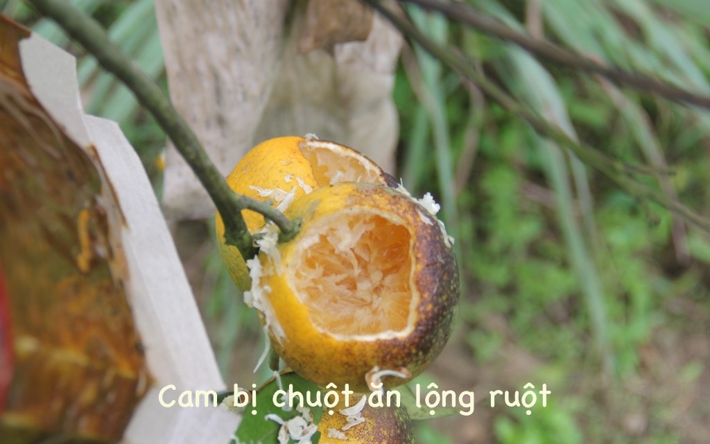 Xót xa vựa cam Xã Đoài 70 ngàn đồng/quả bị chuột phá hoại - Ảnh 3. Xót xa vựa cam Xã Đoài 70 ngàn đồng/quả bị chuột phá hoại - Ảnh 3.