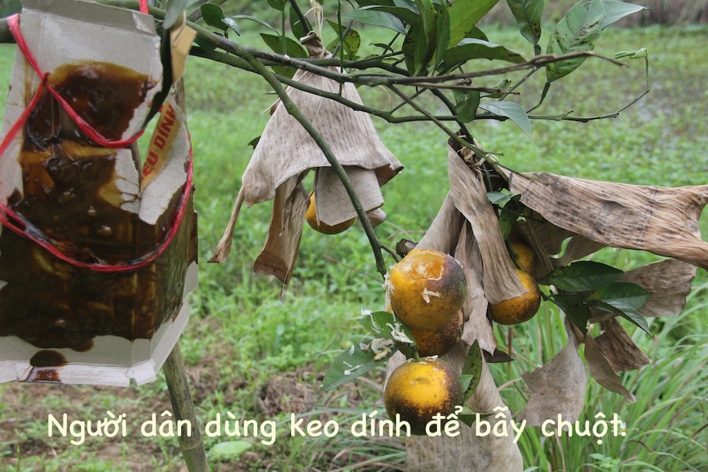 Xót xa vựa cam Xã Đoài 70 ngàn đồng/quả bị chuột phá hoại - Ảnh 4. Xót xa vựa cam Xã Đoài 70 ngàn đồng/quả bị chuột phá hoại - Ảnh 4.