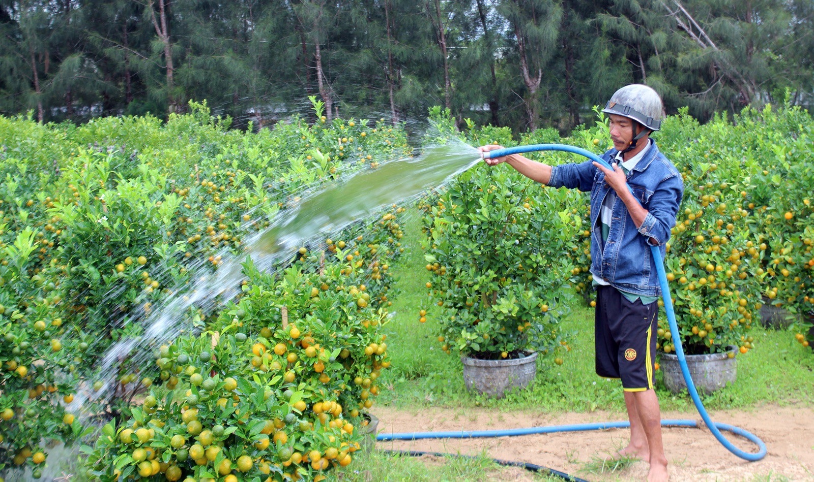 Giáp Tết: Về Phú Yên ngắm vườn quất vàng óng thu tiền triệu - Ảnh 6. Giáp Tết: Về Phú Yên ngắm vườn quất vàng óng thu tiền triệu - Ảnh 6.