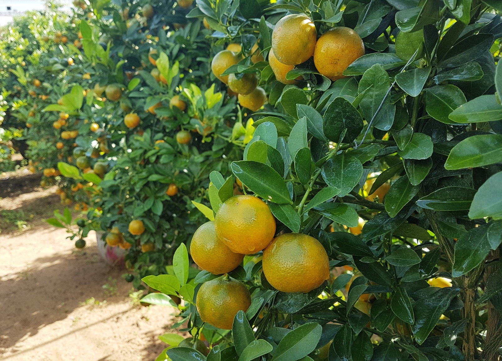 Giáp Tết: Về Phú Yên ngắm vườn quất vàng óng thu tiền triệu - Ảnh 2. Giáp Tết: Về Phú Yên ngắm vườn quất vàng óng thu tiền triệu - Ảnh 2.