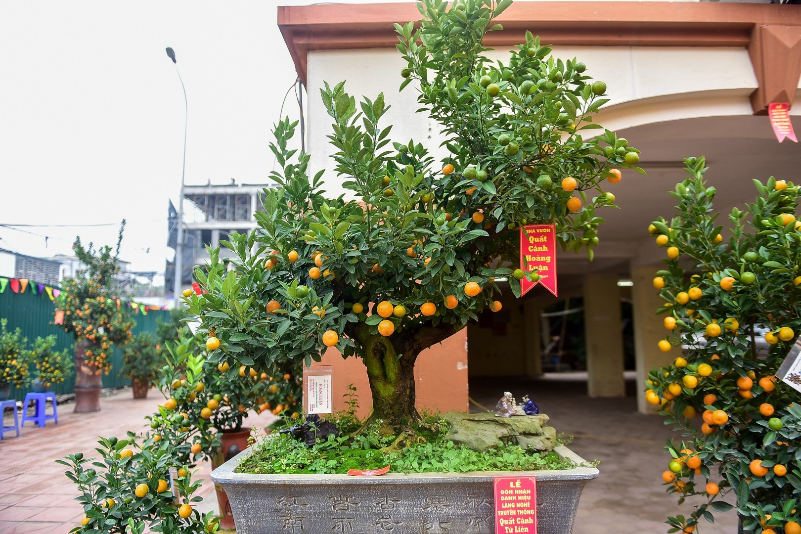 Cây quất dáng độc kim long bạch mã không bán chỉ cho thuê ở Tứ Liên - Ảnh 7. Cây quất dáng độc kim long bạch mã không bán chỉ cho thuê ở Tứ Liên - Ảnh 7.
