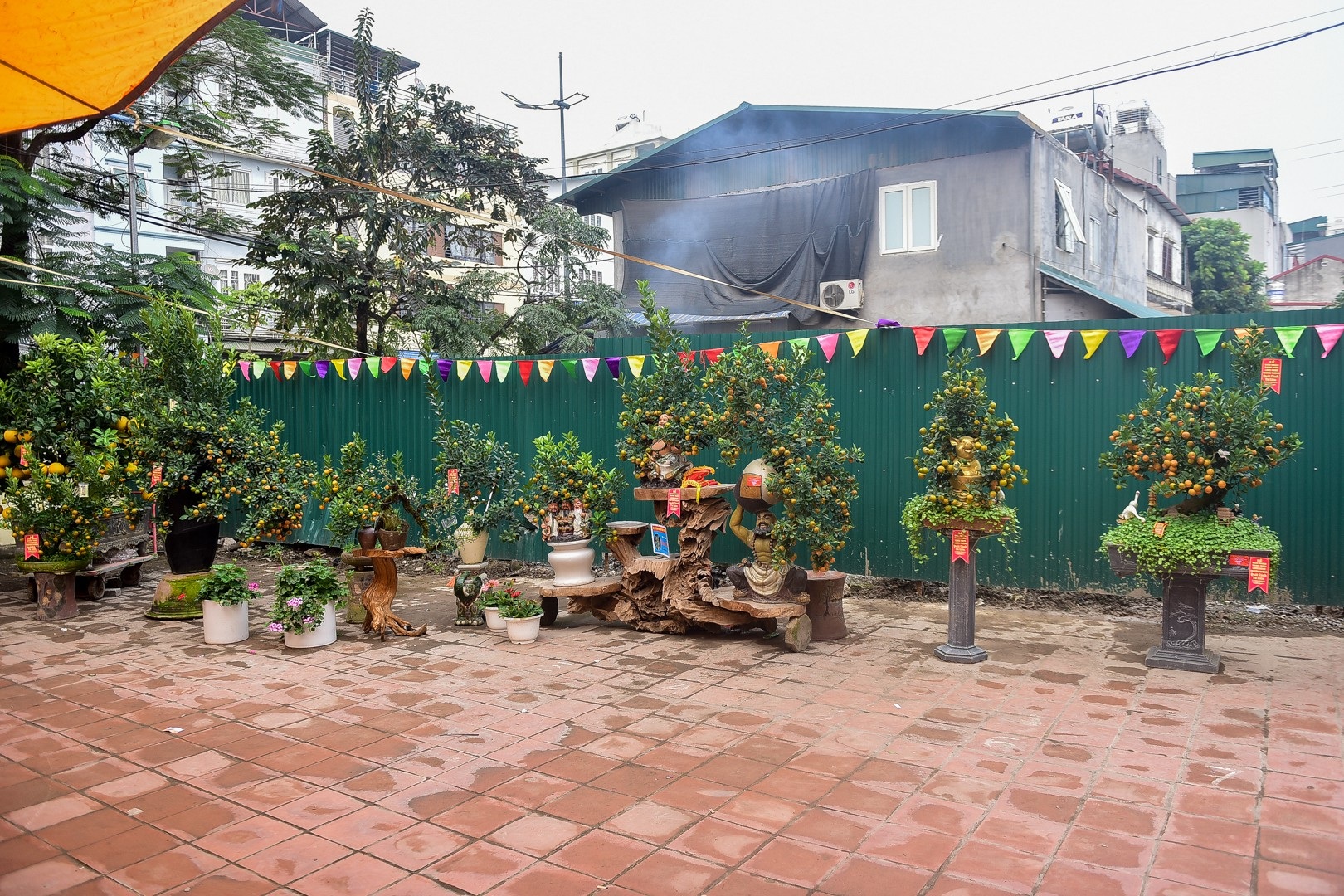 Cây quất dáng độc kim long bạch mã không bán chỉ cho thuê ở Tứ Liên - Ảnh 2. Cây quất dáng độc kim long bạch mã không bán chỉ cho thuê ở Tứ Liên - Ảnh 2.
