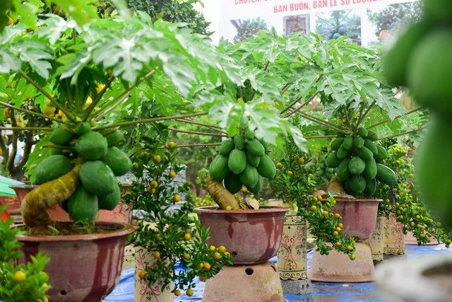 Dưa lưới hình lợn, xoài thư pháp hàng “độc” chơi Tết Kỷ Hợi - Ảnh 5. Dưa lưới hình lợn, xoài thư pháp hàng “độc” chơi Tết Kỷ Hợi - Ảnh 5.