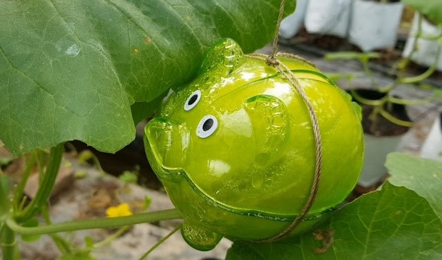 Dưa lưới hình lợn, xoài thư pháp hàng “độc” chơi Tết Kỷ Hợi - Ảnh 9. Dưa lưới hình lợn, xoài thư pháp hàng “độc” chơi Tết Kỷ Hợi - Ảnh 9.