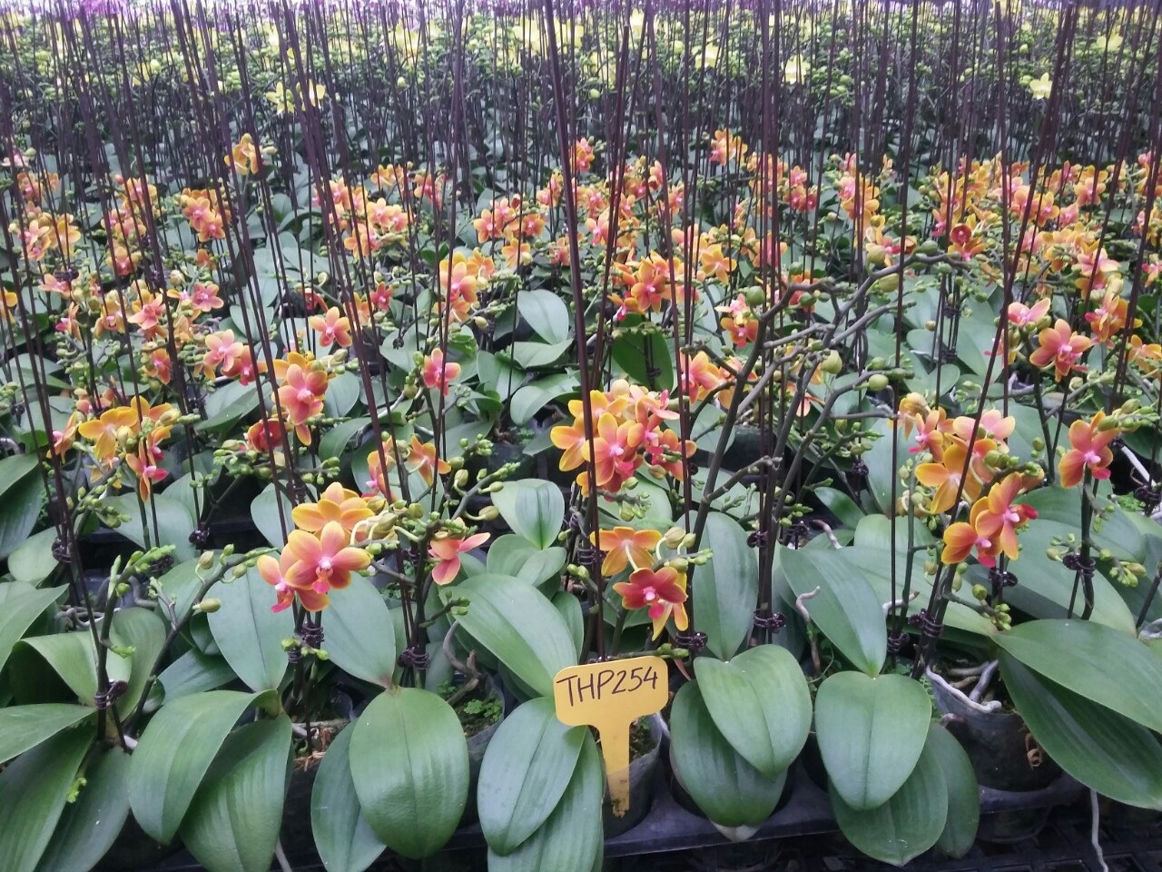 Tạo ra giống lan Hồ Điệp “thơm” – thành tựu mang tính đột phá của các nhà khoa học Việt! - Ảnh 6. Tạo ra giống lan Hồ Điệp “thơm” – thành tựu mang tính đột phá của các nhà khoa học Việt! - Ảnh 6.