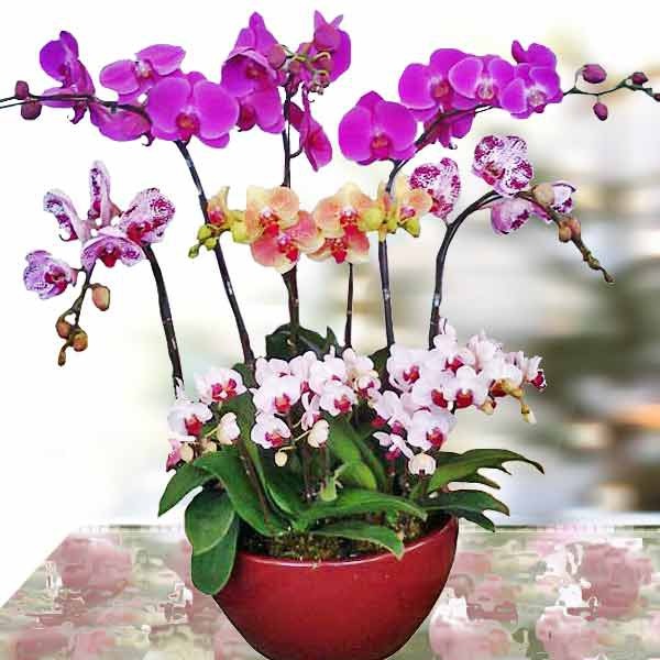 Tạo ra giống lan Hồ Điệp “thơm” – thành tựu mang tính đột phá của các nhà khoa học Việt! - Ảnh 1. Tạo ra giống lan Hồ Điệp “thơm” – thành tựu mang tính đột phá của các nhà khoa học Việt! - Ảnh 1.