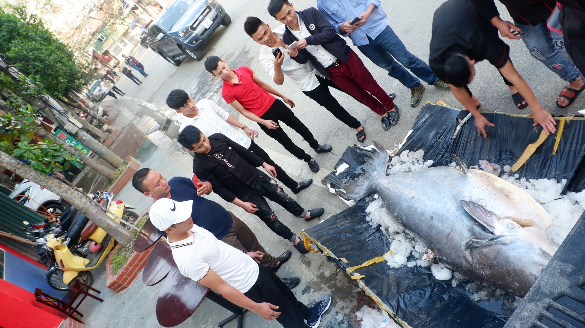 Chi hàng trăm triệu đưa “thủy quái” từ Campuchia về Việt Nam ăn Tết Kỷ Hợi - Ảnh 4.