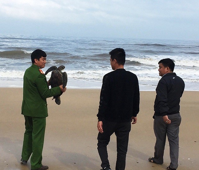 Người dân tự nguyện giao nộp rùa biển quý hiếm thả về tự nhiên - Ảnh 1. Người dân tự nguyện giao nộp rùa biển quý hiếm thả về tự nhiên - Ảnh 1.