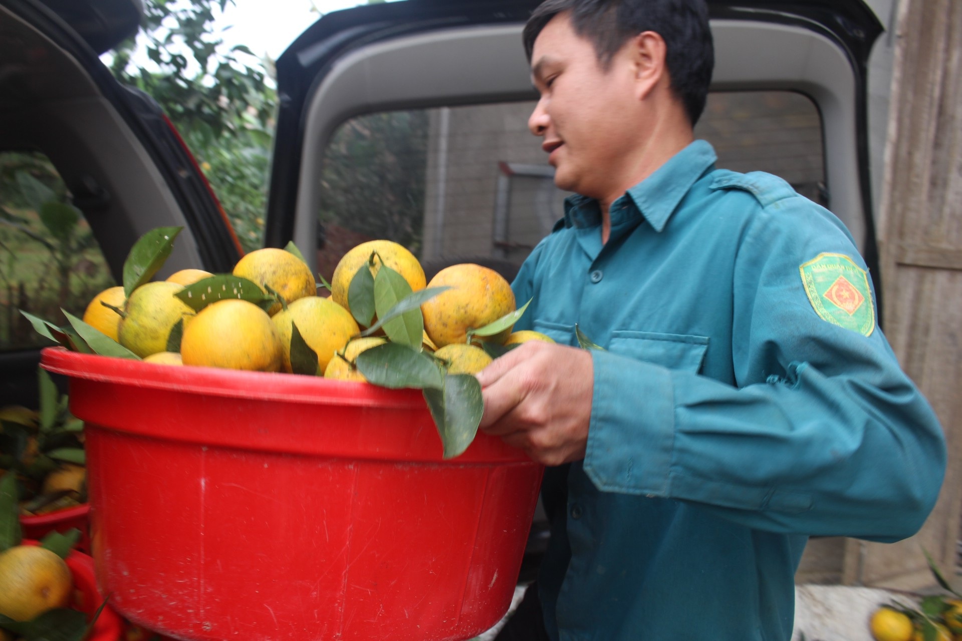 Mê mẩn nhìn những vườn cam chín mọng chuẩn bị “bung lụa” cho Tết Nguyên Đán - Ảnh 11. Mê mẩn nhìn những vườn cam chín mọng chuẩn bị “bung lụa” cho Tết Nguyên Đán - Ảnh 11.