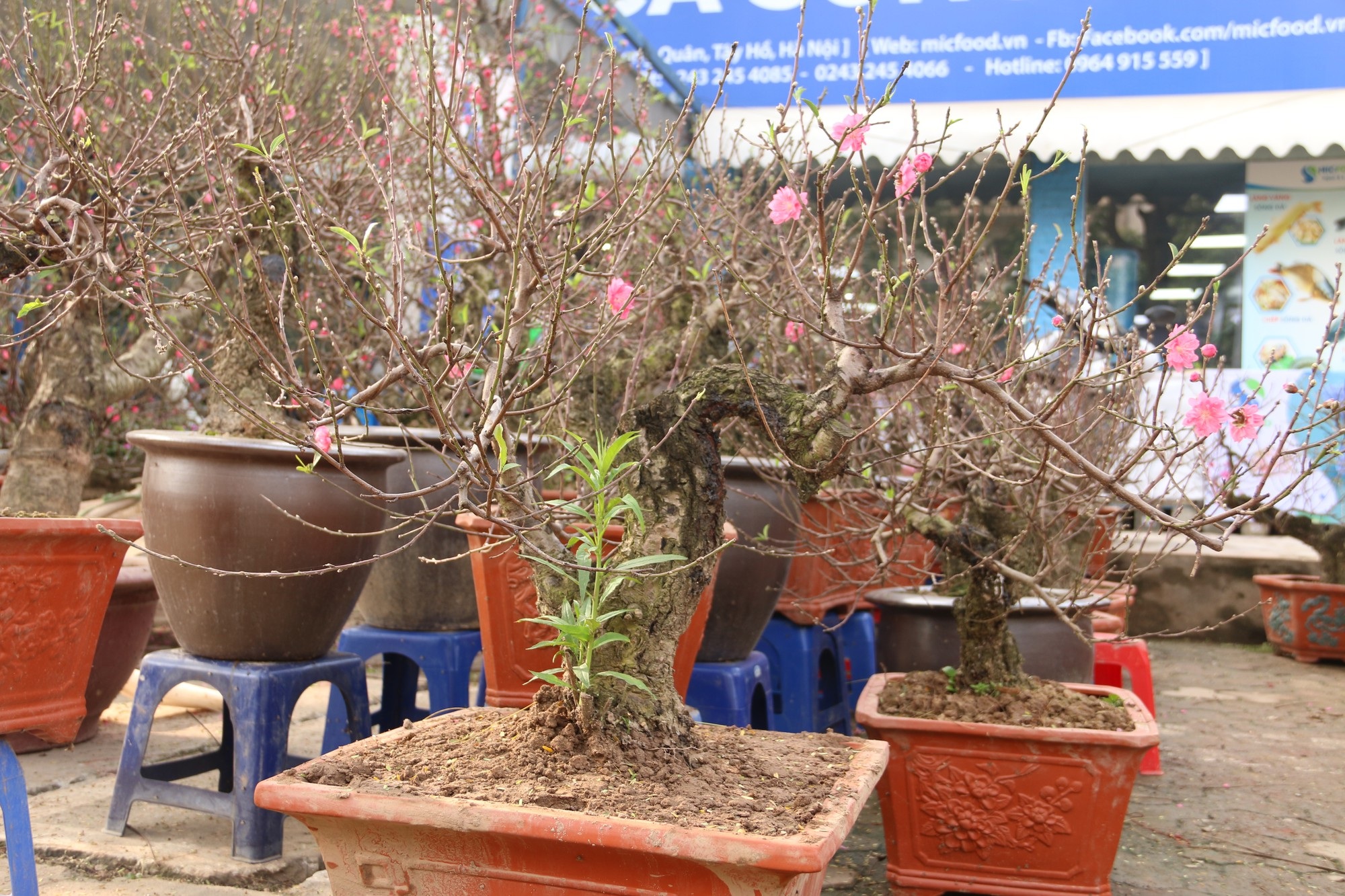 Chán chơi đào khủng, người Hà Nội chuộng đào mini 2 gang tay - Ảnh 4. Chán chơi đào khủng, người Hà Nội chuộng đào mini 2 gang tay - Ảnh 4.