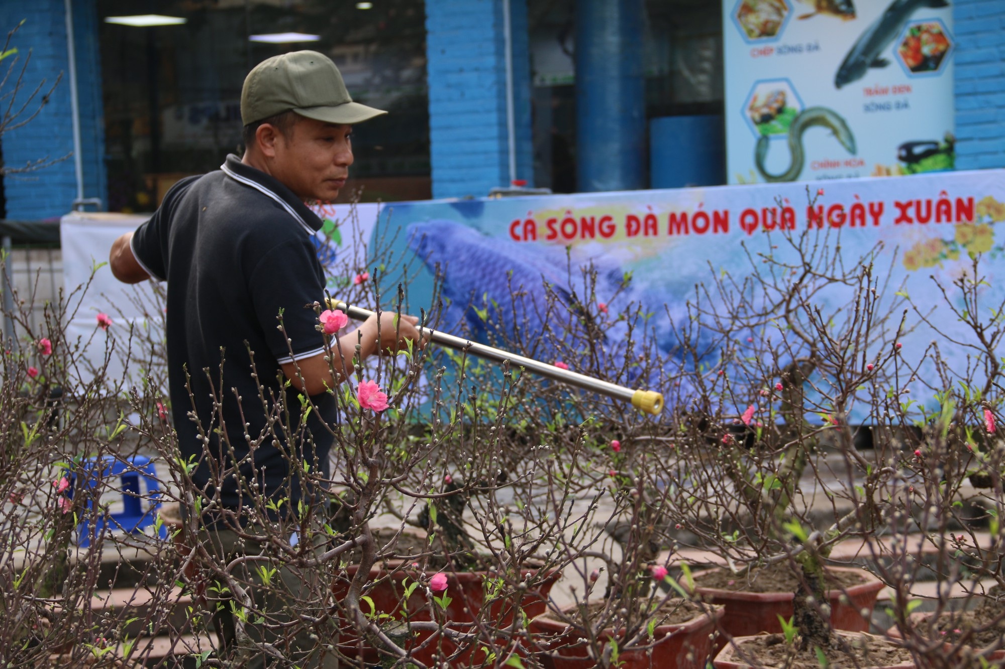 Chán chơi đào khủng, người Hà Nội chuộng đào mini 2 gang tay - Ảnh 12. Chán chơi đào khủng, người Hà Nội chuộng đào mini 2 gang tay - Ảnh 12.