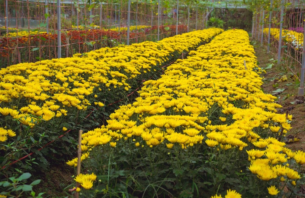 Làng hoa thành Vinh nhộn nhịp vào mùa Tết - Ảnh 6. Làng hoa thành Vinh nhộn nhịp vào mùa Tết - Ảnh 6.