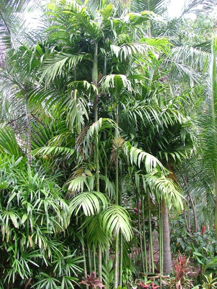 Hà Tĩnh: Làng đũa cau rừng hối hả “vót tiền” đón Tết - Ảnh 2. Hà Tĩnh: Làng đũa cau rừng hối hả “vót tiền” đón Tết - Ảnh 2.