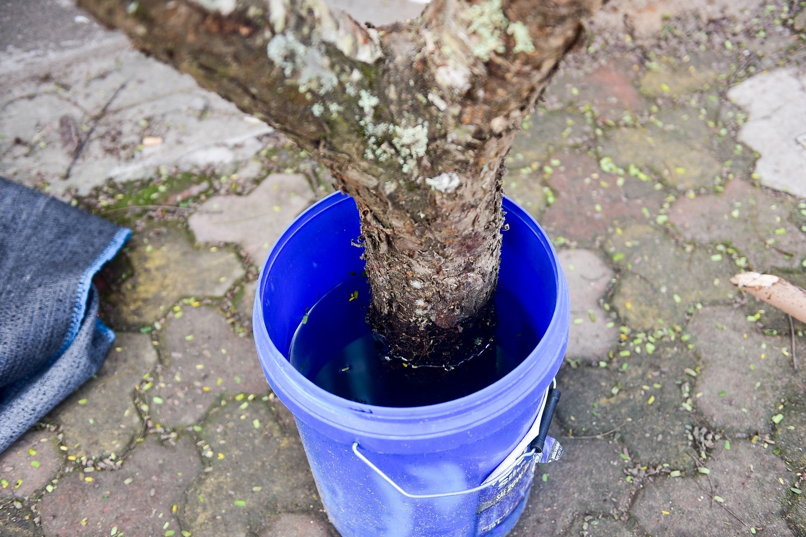 Đào rừng đổ bộ phố Thủ đô, thét giá cả chục triệu đồng - Ảnh 4. Đào rừng đổ bộ phố Thủ đô, thét giá cả chục triệu đồng - Ảnh 4.