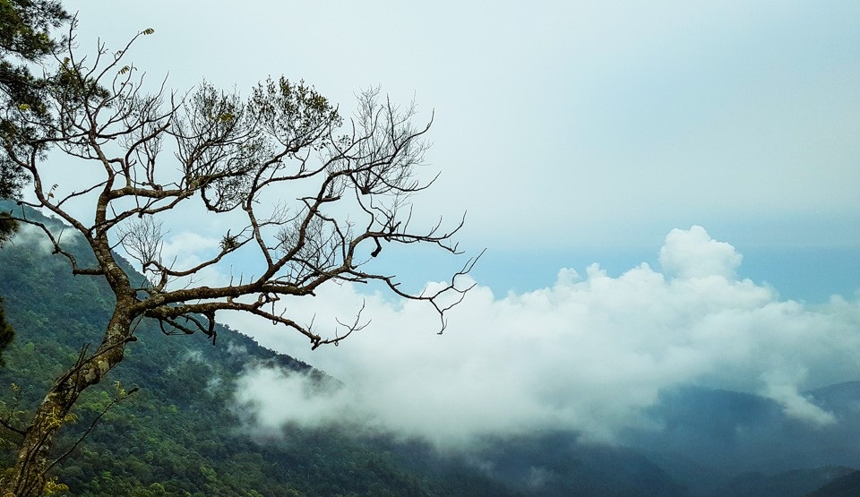 Nghỉ Tết Nguyên đán: “Săn” mây Tam Đảo, ngắm cải Mộc Châu - Ảnh 4. Nghỉ Tết Nguyên đán: “Săn” mây Tam Đảo, ngắm cải Mộc Châu - Ảnh 4.
