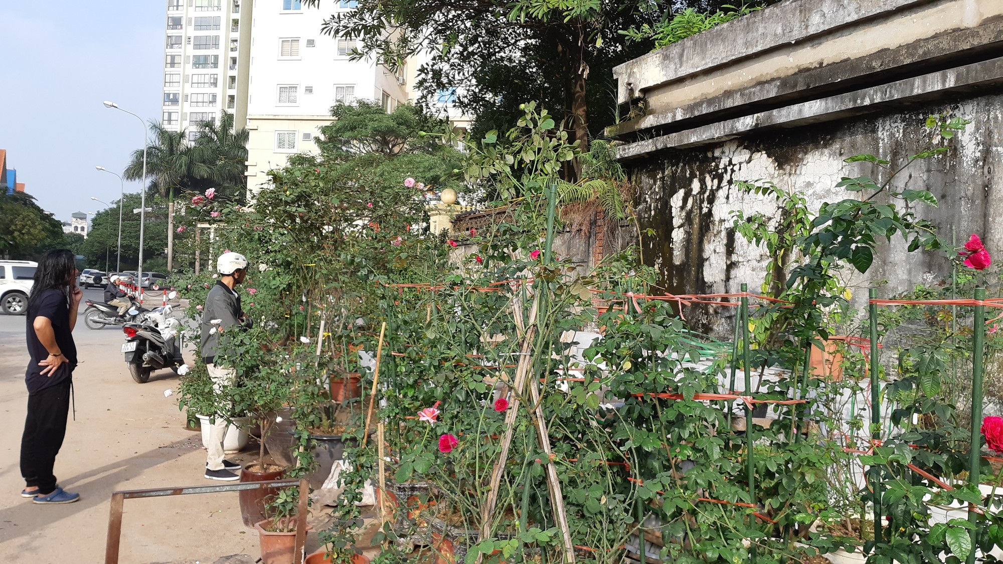 Cận Tết, hồng ngoại, hồng cổ Sapa thét giá chục triệu đồng/chậu - Ảnh 3. Cận Tết, hồng ngoại, hồng cổ Sapa thét giá chục triệu đồng/chậu - Ảnh 3.