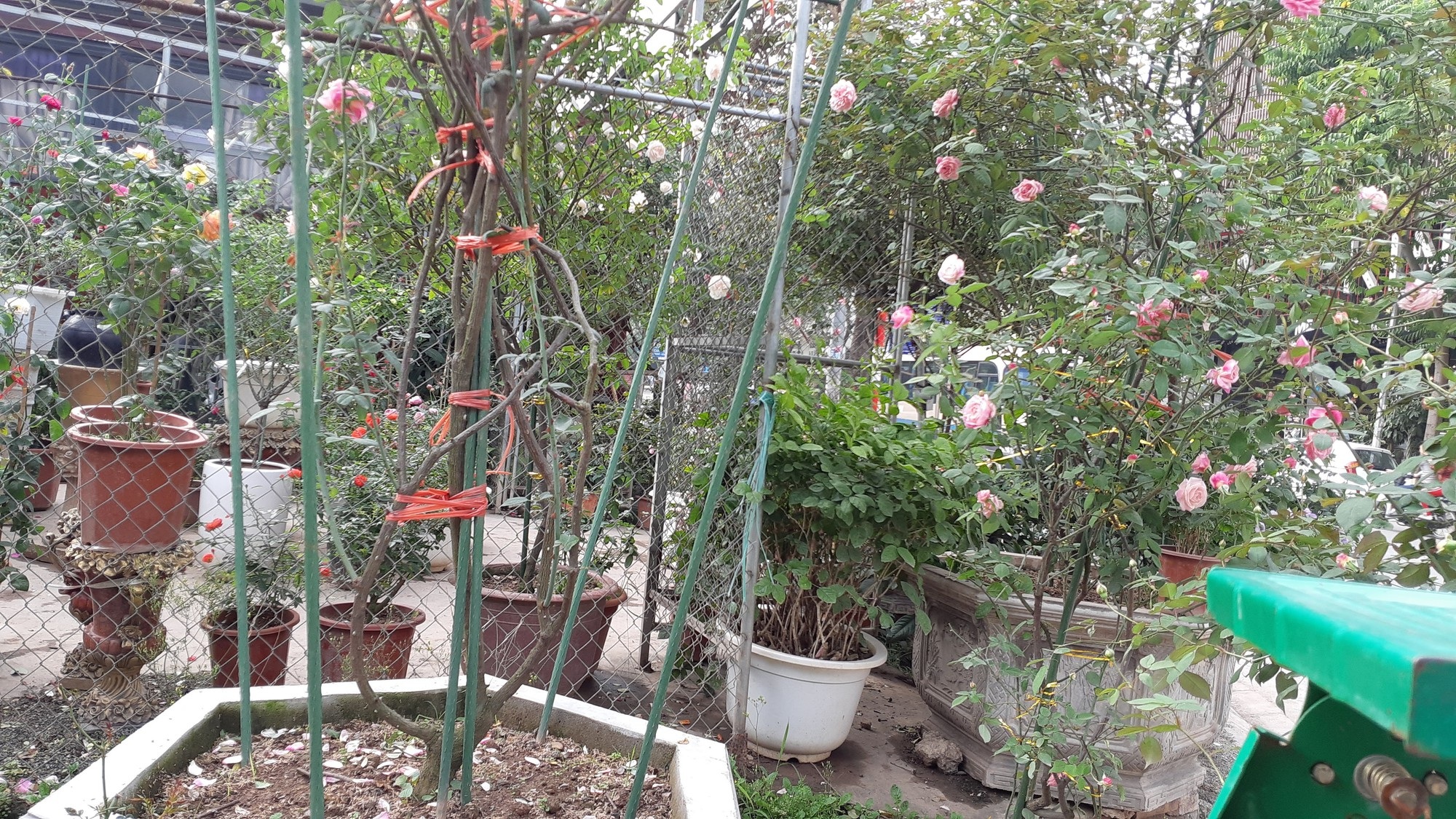 Cận Tết, hồng ngoại, hồng cổ Sapa thét giá chục triệu đồng/chậu - Ảnh 6. Cận Tết, hồng ngoại, hồng cổ Sapa thét giá chục triệu đồng/chậu - Ảnh 6.