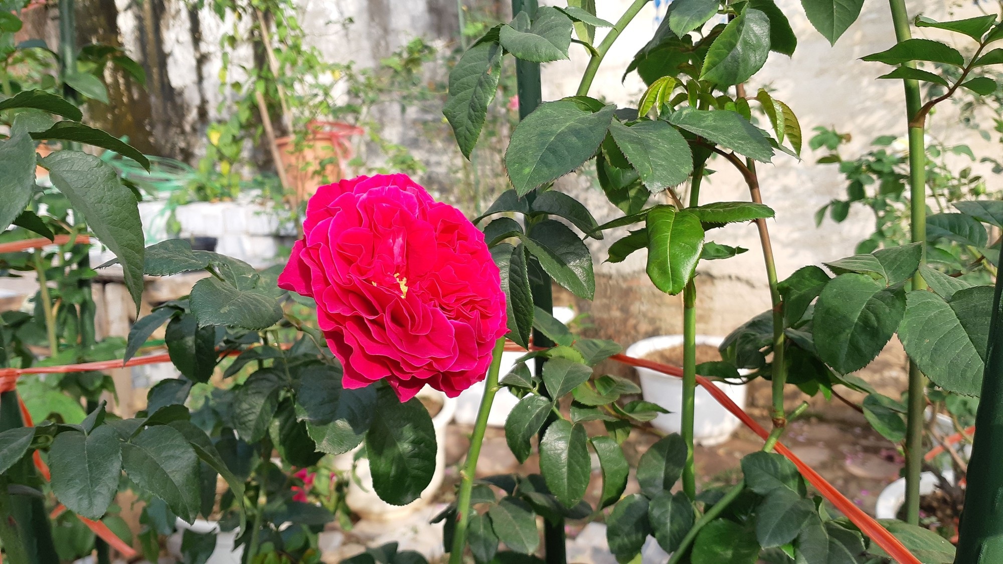 Cận Tết, hồng ngoại, hồng cổ Sapa thét giá chục triệu đồng/chậu - Ảnh 2. Cận Tết, hồng ngoại, hồng cổ Sapa thét giá chục triệu đồng/chậu - Ảnh 2.
