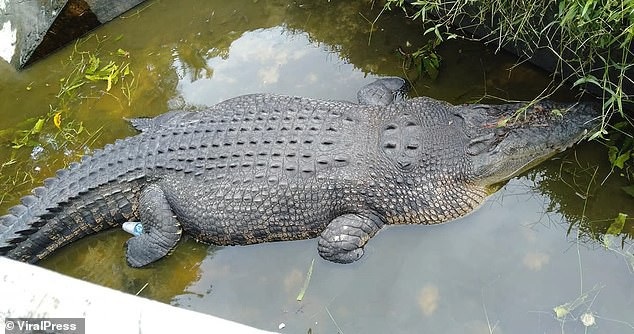 Cá sấu nhảy lên tường 2,5m, vồ chết nhà khoa học Indonesia - Ảnh 2. Cá sấu nhảy lên tường 2,5m, vồ chết nhà khoa học Indonesia - Ảnh 2.