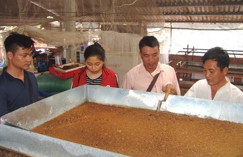 Thầy giáo bỏ nghề về quê... nuôi ruồi lấy trứng, bán 30 triệu đồng/ký - Ảnh 3. Thầy giáo bỏ nghề về quê... nuôi ruồi lấy trứng, bán 30 triệu đồng/ký - Ảnh 3.
