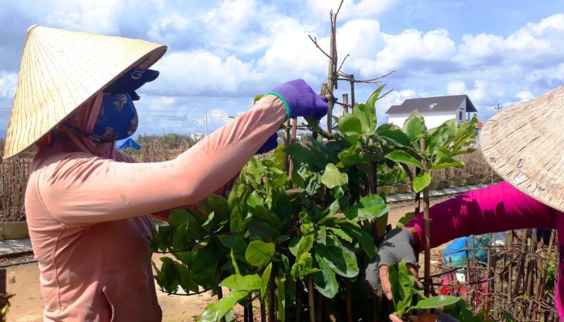 Nhiều nhà vườn lo mai “xì” trước Tết vì nắng nóng - Ảnh 1. Nhiều nhà vườn lo mai “xì” trước Tết vì nắng nóng - Ảnh 1.