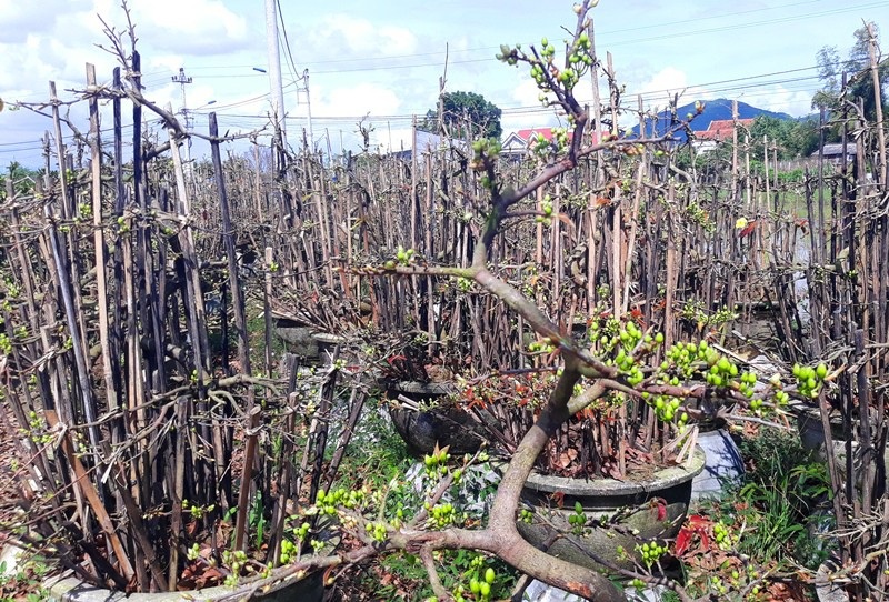 Nhiều nhà vườn lo mai “xì” trước Tết vì nắng nóng - Ảnh 2. Nhiều nhà vườn lo mai “xì” trước Tết vì nắng nóng - Ảnh 2.