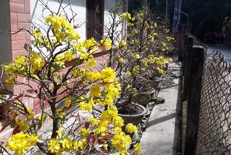 Nhiều nhà vườn lo mai “xì” trước Tết vì nắng nóng - Ảnh 4. Nhiều nhà vườn lo mai “xì” trước Tết vì nắng nóng - Ảnh 4.