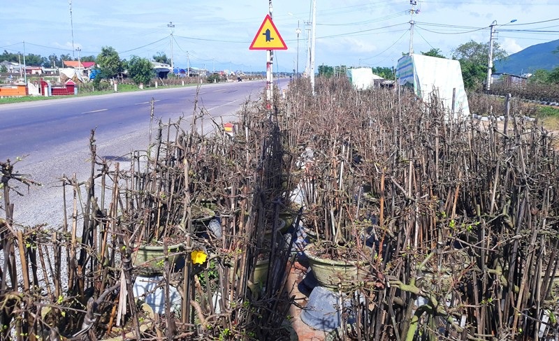 Nhiều nhà vườn lo mai “xì” trước Tết vì nắng nóng - Ảnh 5. Nhiều nhà vườn lo mai “xì” trước Tết vì nắng nóng - Ảnh 5.