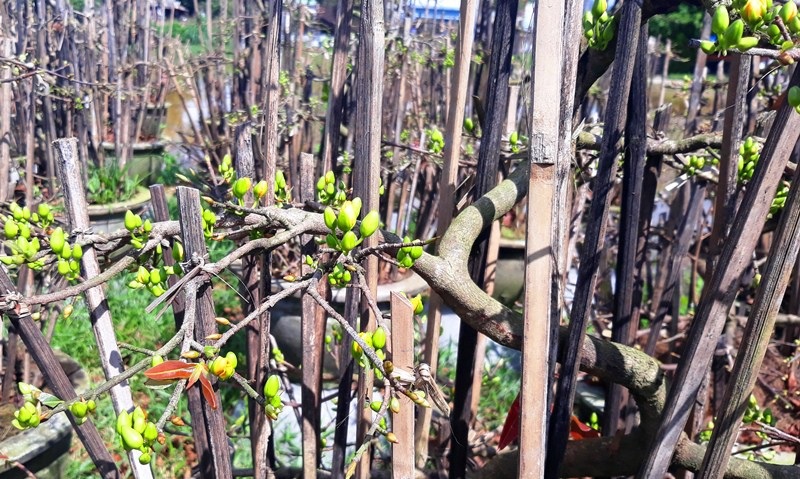 Nhiều nhà vườn lo mai “xì” trước Tết vì nắng nóng - Ảnh 3. Nhiều nhà vườn lo mai “xì” trước Tết vì nắng nóng - Ảnh 3.