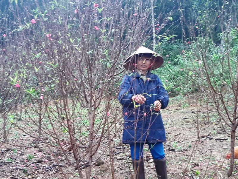 Người trồng đào lo “mất Tết” vì hoa bung nở sớm - Ảnh 8. Người trồng đào lo “mất Tết” vì hoa bung nở sớm - Ảnh 8.