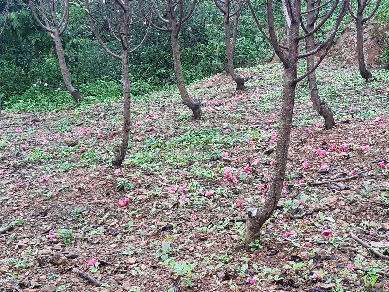 Người trồng đào lo “mất Tết” vì hoa bung nở sớm - Ảnh 6. Người trồng đào lo “mất Tết” vì hoa bung nở sớm - Ảnh 6.