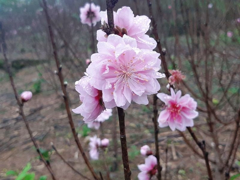 Người trồng đào lo “mất Tết” vì hoa bung nở sớm - Ảnh 5. Người trồng đào lo “mất Tết” vì hoa bung nở sớm - Ảnh 5.