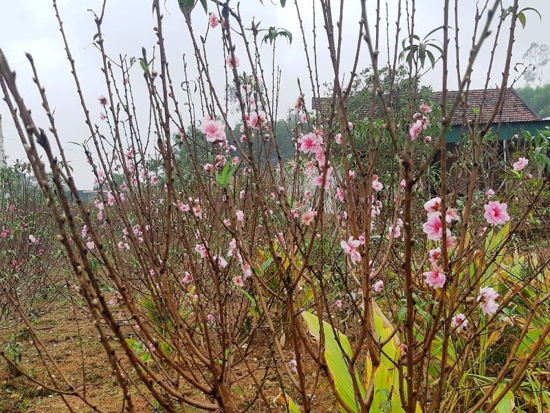 Người trồng đào lo “mất Tết” vì hoa bung nở sớm - Ảnh 9. Người trồng đào lo “mất Tết” vì hoa bung nở sớm - Ảnh 9.