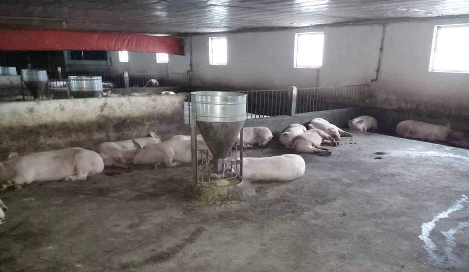 Phát hiện 200 con heo lở mồm long móng ở trang trại lớn nhất Huế - Ảnh 1. Phát hiện 200 con heo lở mồm long móng ở trang trại lớn nhất Huế - Ảnh 1.