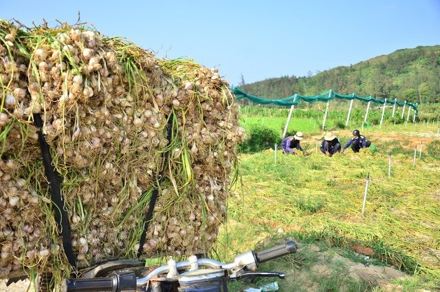 Quảng Ngãi: Tết buồn của người trồng tỏi - Ảnh 1. Quảng Ngãi: Tết buồn của người trồng tỏi - Ảnh 1.
