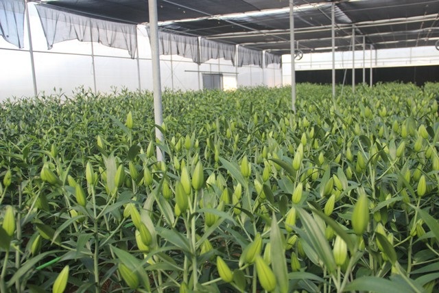 Quảng Trị quyết biến đỉnh Sa Mù thành tiểu Đà Lạt nhờ nông nghiệp công nghệ cao - Ảnh 5. Quảng Trị quyết biến đỉnh Sa Mù thành tiểu Đà Lạt nhờ nông nghiệp công nghệ cao - Ảnh 5.