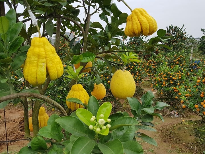 “Đút túi” hơn 150 triệu đồng mỗi năm từ nghề trồng quất cảnh bán Tết - Ảnh 8. “Đút túi” hơn 150 triệu đồng mỗi năm từ nghề trồng quất cảnh bán Tết - Ảnh 8.