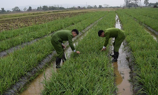 Thiếu tiền mua ma túy, cắt trộm 6.000 bông hoa huệ đem bán - Ảnh 1.