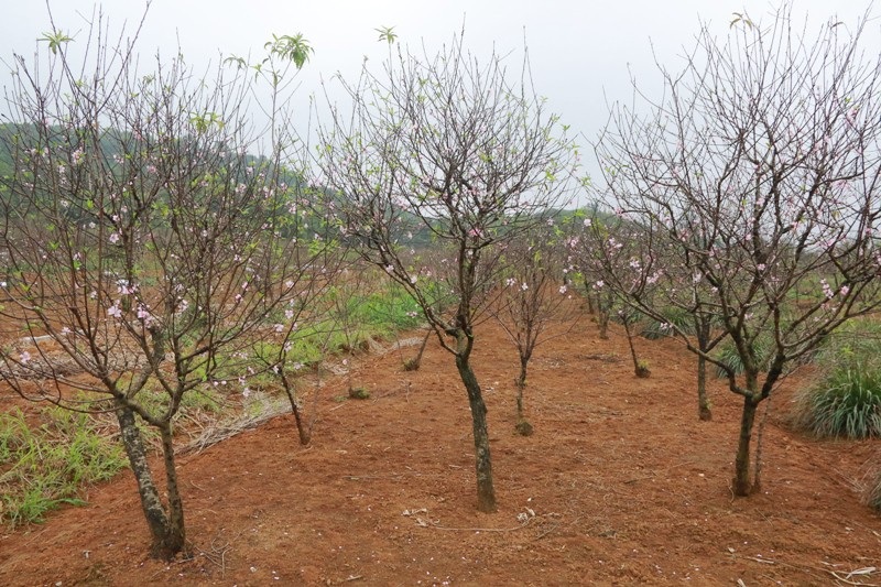 Nông dân thủ phủ đào phai “khóc” vì hoa bung nở trước Tết - Ảnh 1. Nông dân thủ phủ đào phai “khóc” vì hoa bung nở trước Tết - Ảnh 1.