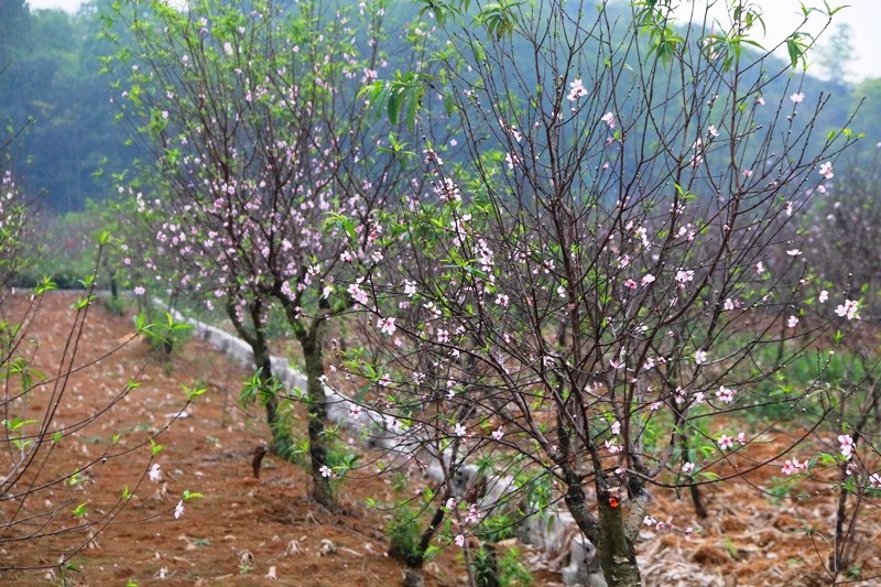 Nông dân thủ phủ đào phai “khóc” vì hoa bung nở trước Tết - Ảnh 2. Nông dân thủ phủ đào phai “khóc” vì hoa bung nở trước Tết - Ảnh 2.