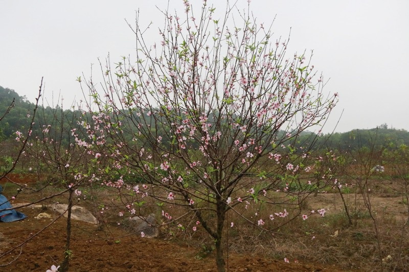 Nông dân thủ phủ đào phai “khóc” vì hoa bung nở trước Tết - Ảnh 3. Nông dân thủ phủ đào phai “khóc” vì hoa bung nở trước Tết - Ảnh 3.