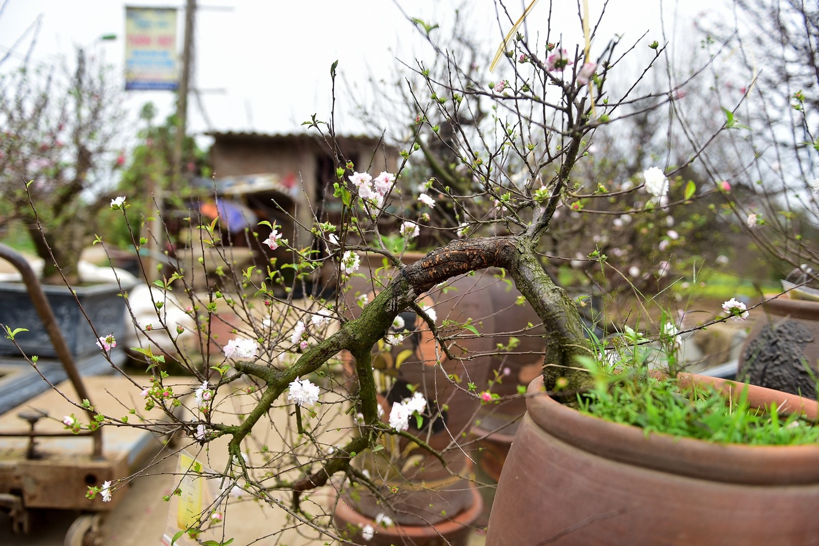 Ngắm vườn mai trắng độc đáo ngay giữa thủ phủ đào Nhật Tân - Ảnh 5. Ngắm vườn mai trắng độc đáo ngay giữa thủ phủ đào Nhật Tân - Ảnh 5.