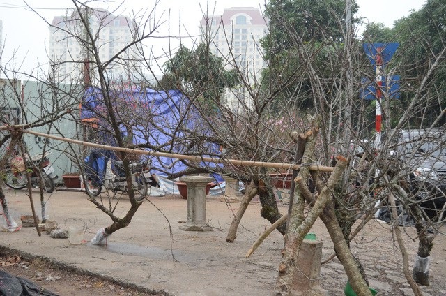 Tiểu thương kể chuyện công phu vượt rừng săn đào Tết - Ảnh 1. Tiểu thương kể chuyện công phu vượt rừng săn đào Tết - Ảnh 1.