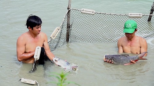 An Giang: Nuôi đàn thủy quái chả phải cho ăn, bán 1 con lời 1 triệu đồng - Ảnh 3. An Giang: Nuôi đàn thủy quái chả phải cho ăn, bán 1 con lời 1 triệu đồng - Ảnh 3.