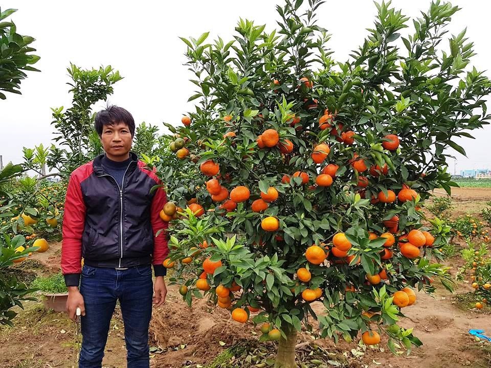 “Đút túi” hơn 150 triệu đồng mỗi năm từ nghề trồng quất cảnh bán Tết - Ảnh 1. “Đút túi” hơn 150 triệu đồng mỗi năm từ nghề trồng quất cảnh bán Tết - Ảnh 1.