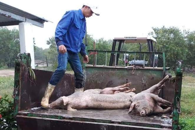 Tiêu hủy 200 con heo bệnh lở mồm long móng trước Tết Kỷ Hợi - Ảnh 2. Tiêu hủy 200 con heo bệnh lở mồm long móng trước Tết Kỷ Hợi - Ảnh 2.