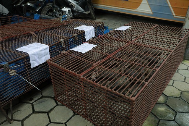 Bắt nhóm đối tượng buôn bán hơn 200 cá thể tê tê - Ảnh 1. Bắt nhóm đối tượng buôn bán hơn 200 cá thể tê tê - Ảnh 1.